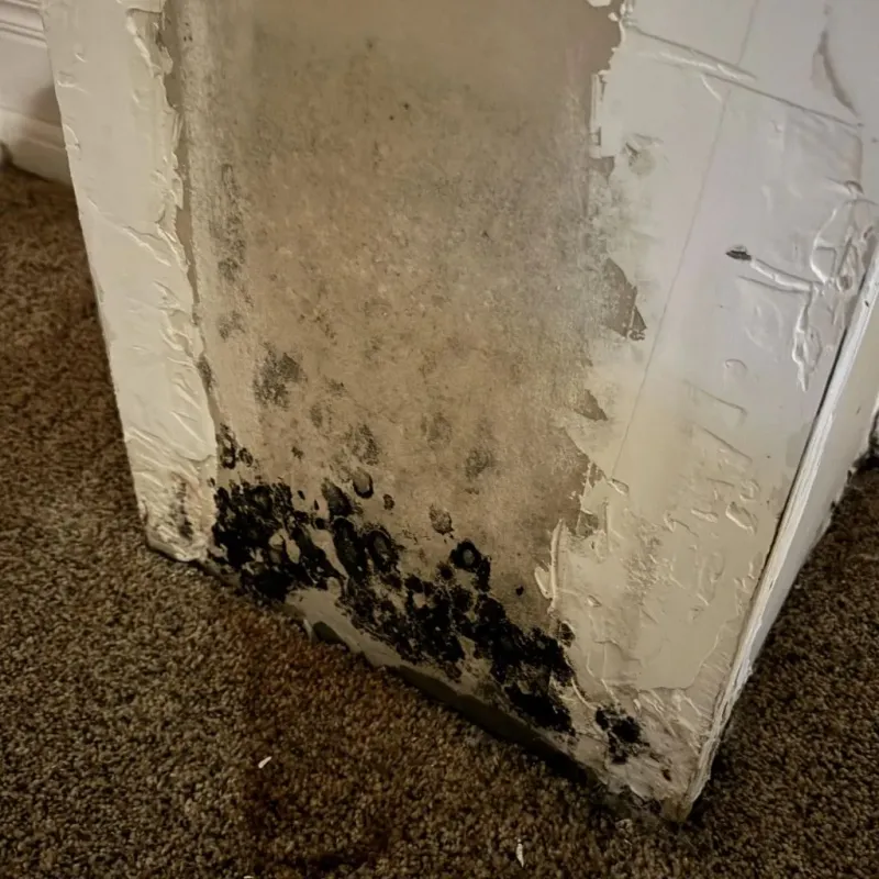 Professional Mold Removal in Palo Pinto County, TX